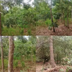 Land for Sale in Mahaoya