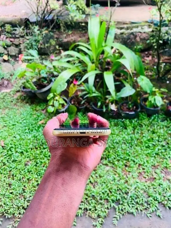 Apple iPhone 11 (Used)