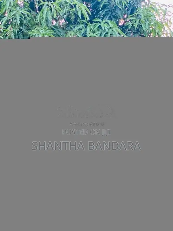 TAFE 75024WD 2012 Tractor (Used)