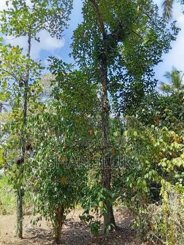 Land for Sale in Kadawatha