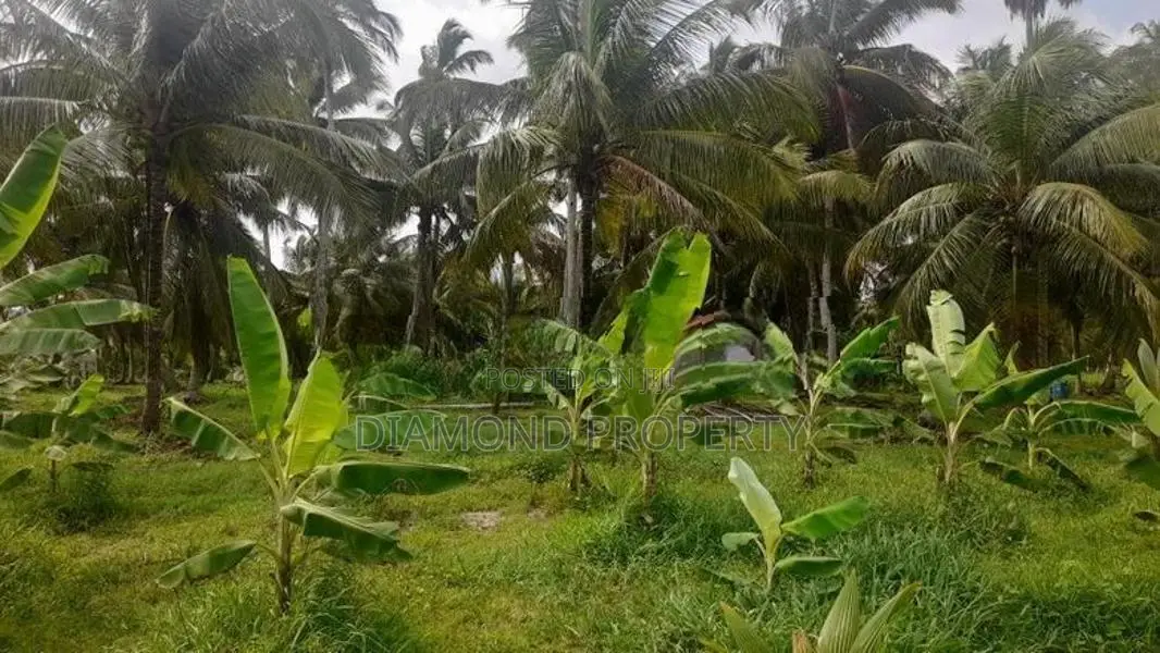 අක්කර 5 ½ ක පොල් ඉඩමක් විකිණීමට - Werapokuna