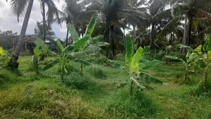 අක්කර 5 ½ ක පොල් ඉඩමක් විකිණීමට - Werapokuna