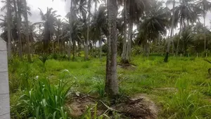 අක්කර 5 ½ ක පොල් ඉඩමක් විකිණීමට - Werapokuna