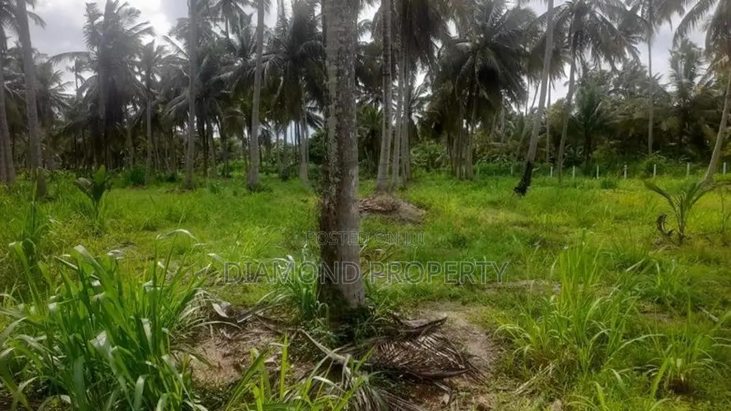 අක්කර 5 ½ ක පොල් ඉඩමක් විකිණීමට - Werapokuna