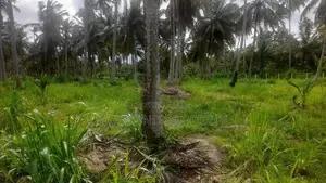 අක්කර 5 ½ ක පොල් ඉඩමක් විකිණීමට - Werapokuna