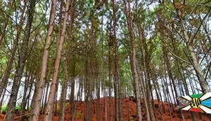 Beautiful land plots for sale in Ella