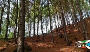Beautiful land plots for sale in Ella