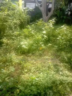 Land for Sale Hibutana
