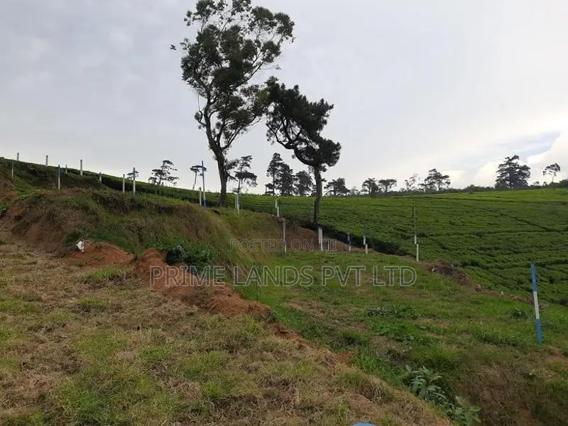 Beautiful Land for Sale Nuwaraeliya