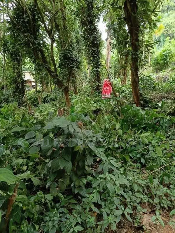 Agalawatta Land for Sale
