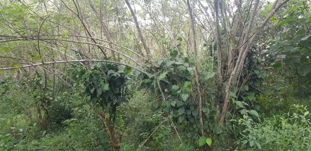Land for Sale in Balangoda