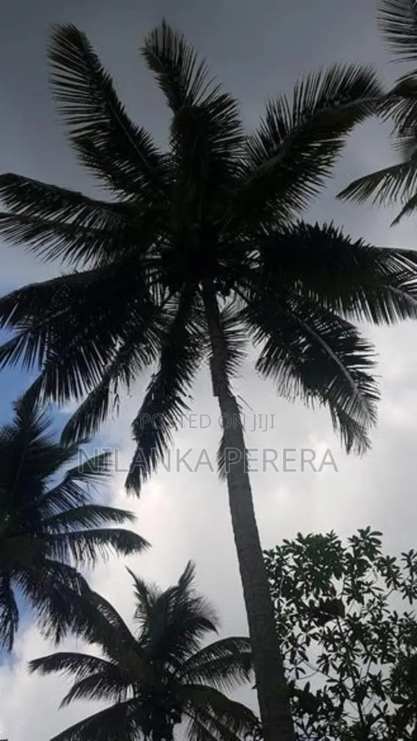 Land for Sale in Balangoda