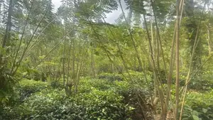 Land for Sale – Handapangoda-6km To Proposed Ruwanpura Highway Entranc