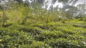 Land for Sale – Handapangoda-6km To Proposed Ruwanpura Highway Entranc