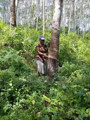 Rubber Land with 2 Bedroom House for Sale Rathnapura