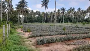 2 Acres Land For Sale In Dankotuwa