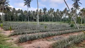 2 Acres Land For Sale In Dankotuwa