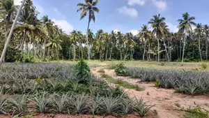 2 Acres Land For Sale In Dankotuwa