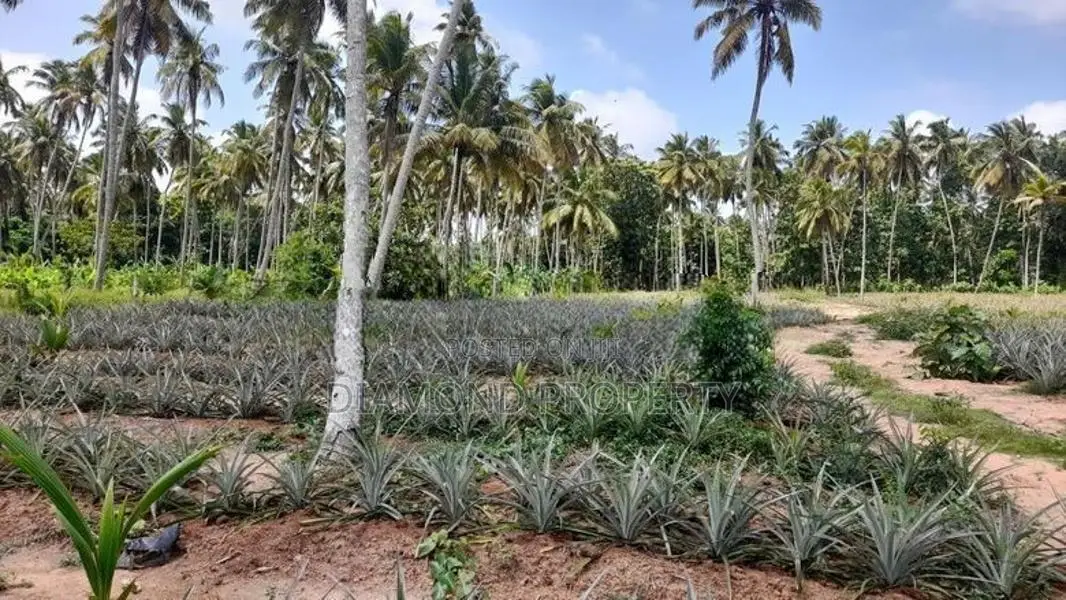 2 Acres Land For Sale In Dankotuwa
