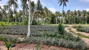 2 Acres Land For Sale In Dankotuwa
