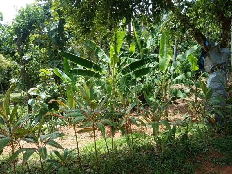 4-Bedroom House for Sale – Wathugedara, Ambalangoda