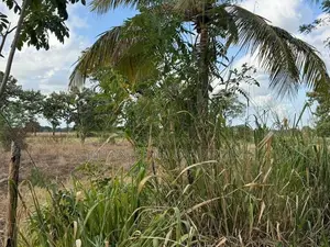 Land for Sale Sigiriya