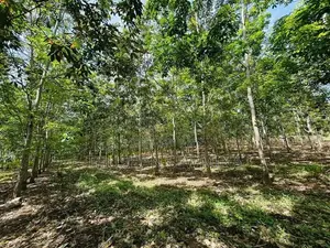 අක්කර 10ක රබර් ඉඩමක් විකිණීමට – සින්නක්කර ඔප්පු