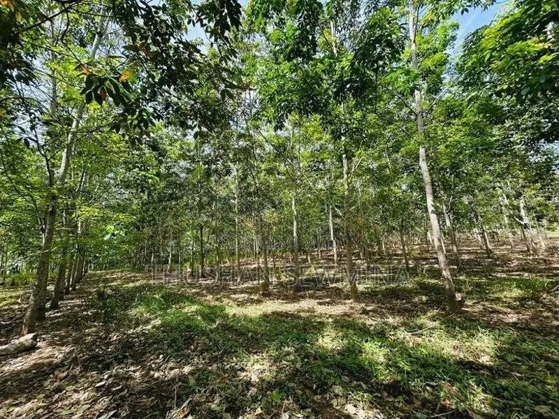 අක්කර 10ක රබර් ඉඩමක් විකිණීමට – සින්නක්කර ඔප්පු