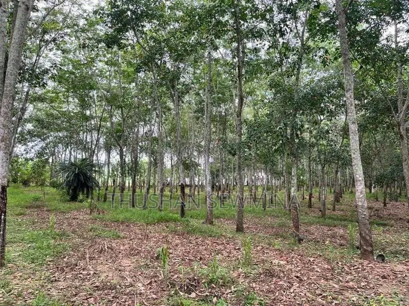 අක්කර 10ක රබර් ඉඩමක් විකිණීමට – සින්නක්කර ඔප්පු