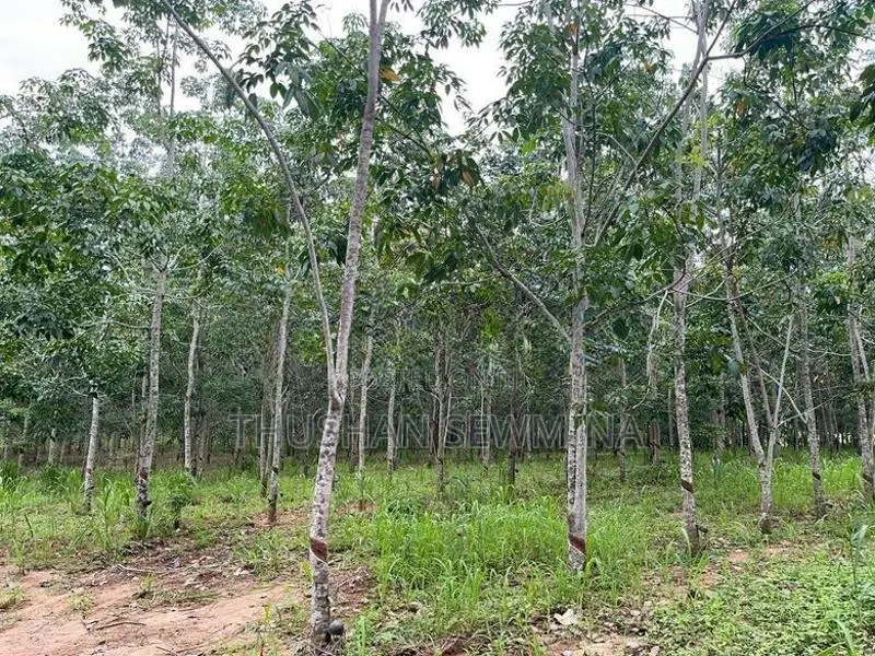 අක්කර 10ක රබර් ඉඩමක් විකිණීමට – සින්නක්කර ඔප්පු