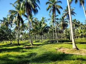 14 Acres Coconut Land For Sale In Wathuwatta.