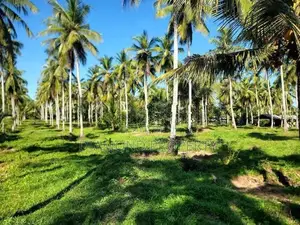 14 Acres Coconut Land For Sale In Wathuwatta.