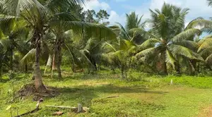 6 Acre Cultivated Land for Lease in Padukka