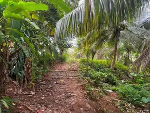 6 Acre Cultivated Land for Lease in Padukka