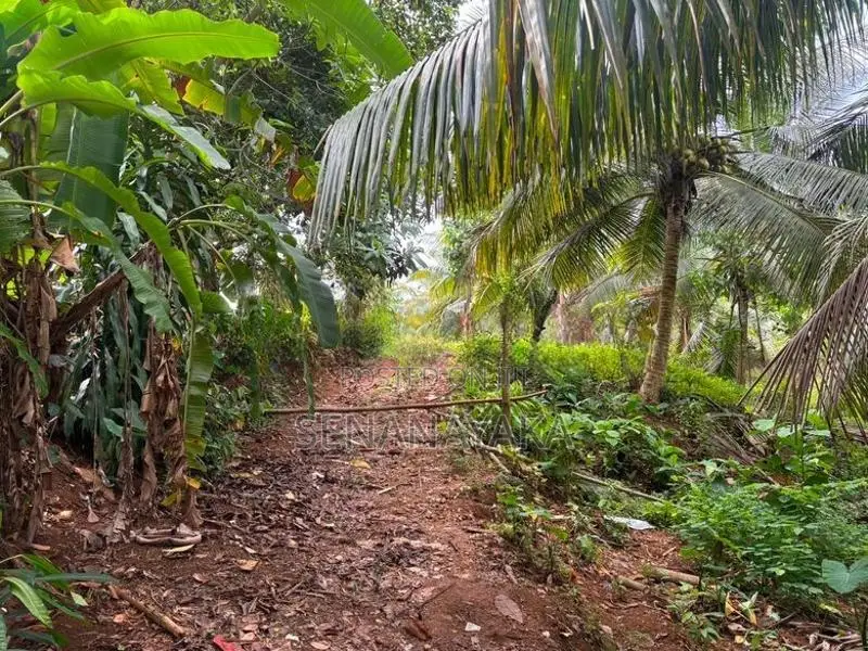6 Acre Cultivated Land for Lease in Padukka