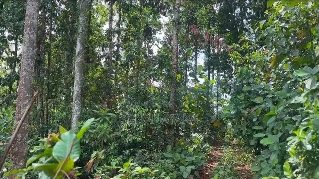 6 Acre Cultivated Land for Lease in Padukka