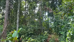 6 Acre Cultivated Land for Lease in Padukka