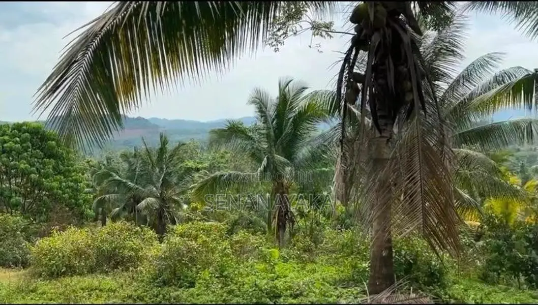 6 Acre Cultivated Land for Lease in Padukka