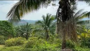 6 Acre Cultivated Land for Lease in Padukka