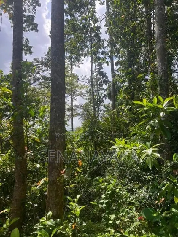 6 Acre Cultivated Land for Lease in Padukka