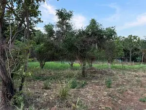 සීගිරිය – ඉදිගස්වැව ප්‍රදේශයෙන් වටිනා ඉඩමක් විකිණීමට