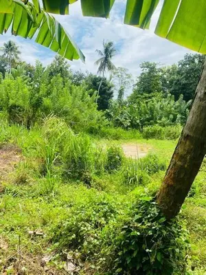 2-Acre Land for Sale – Beliatta