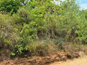 කණ්ඩලම – කළුදියපොකුණ ප්‍රදේශයෙන් අගනා අක්කර 05ක ඉඩමක් විකිණීමට
