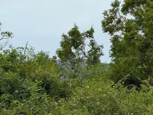 කණ්ඩලම – කළුදියපොකුණ ප්‍රදේශයෙන් අගනා අක්කර 05ක ඉඩමක් විකිණීමට