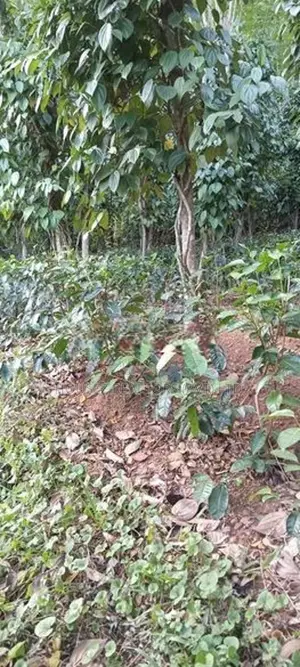 18.5-Perch with House for Sale – Hali-Ela, Badulla