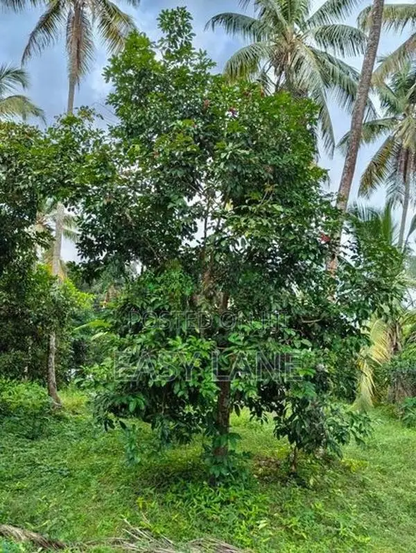 කඩුවෙල මල්වානෙන් ආදායම් ලබන වටිනා පොල් ඉඩමක් / HL 15067