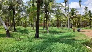 Coconut Land For Sale In Horagassagara Bingiriya