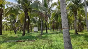 Coconut Land For Sale In Horagassagara Bingiriya