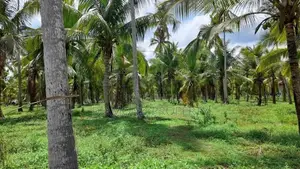 Coconut Land For Sale In Horagassagara Bingiriya