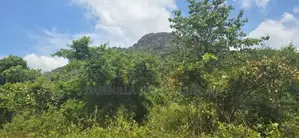 දඹුල්ලෙන් ඉඩමක් විකිණීමට - Land for Sale in Dambulla